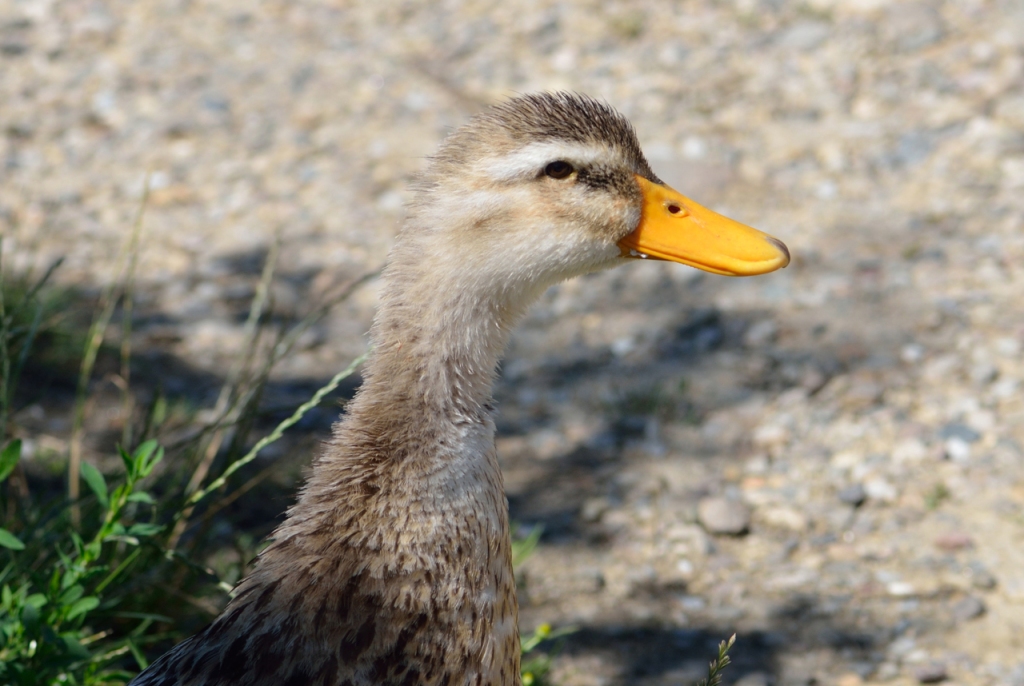 Female Rouen Duck Close-Up