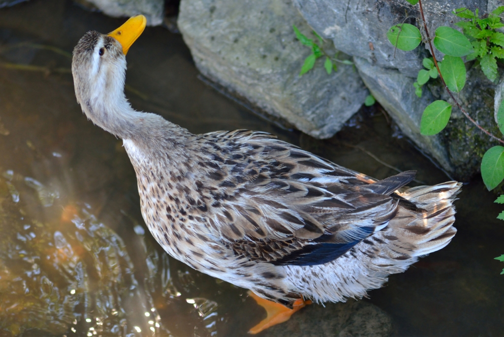 Rouen Duck in Shallow Water