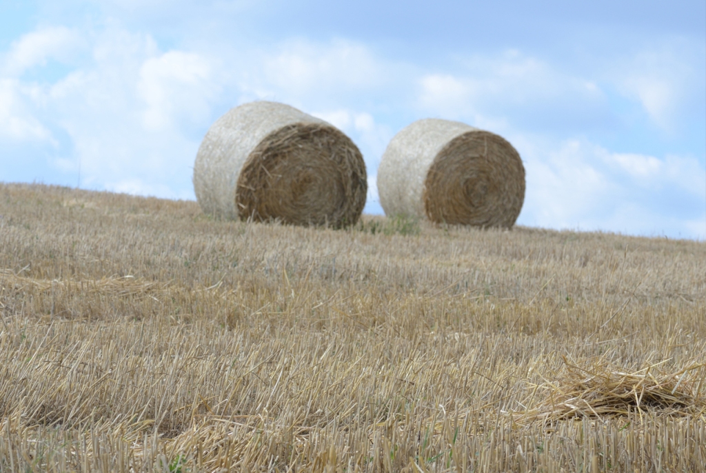 Round Straw Bales on an Open Field