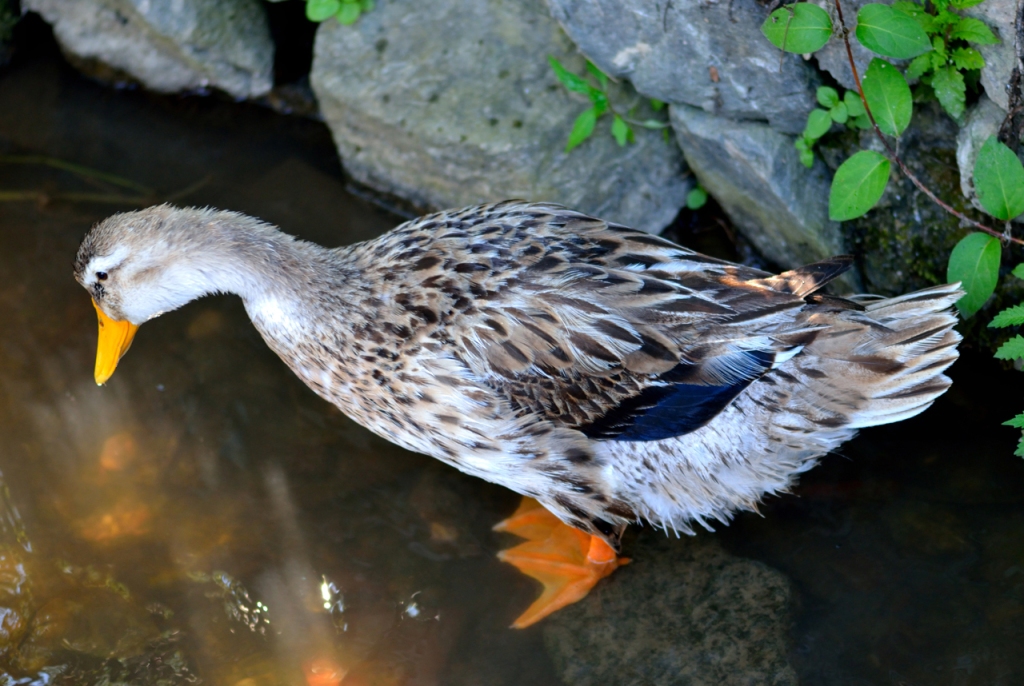 Young Duck Looking at the Bottom of a River