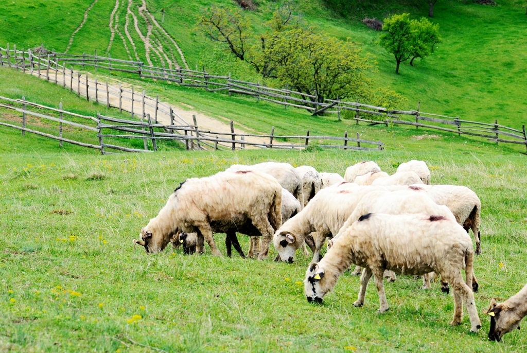 Flock of Sheep on Meadow