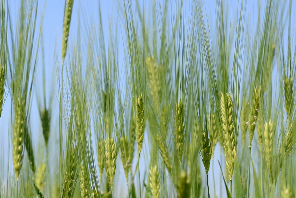 Fields of Barley
